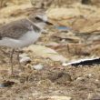 Gravelot à collier interrompu au Maroc